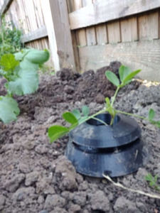 slug trap plant moat