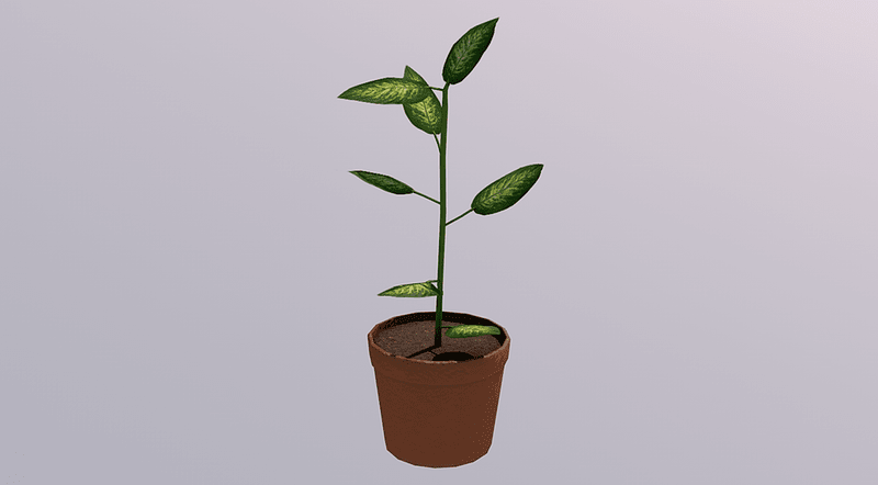 Indoor Plant