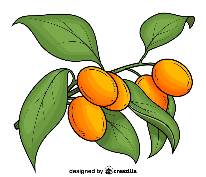Kumquat