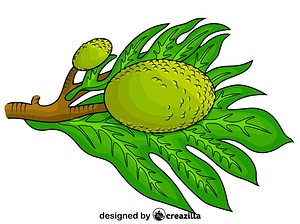 Breadfruit with a Leaf