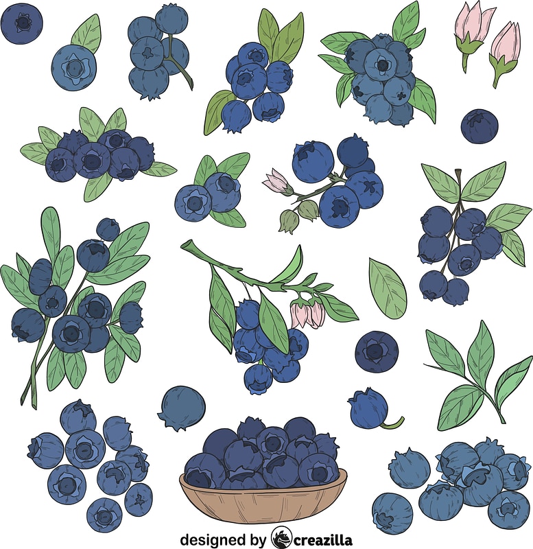Set of Blueberry