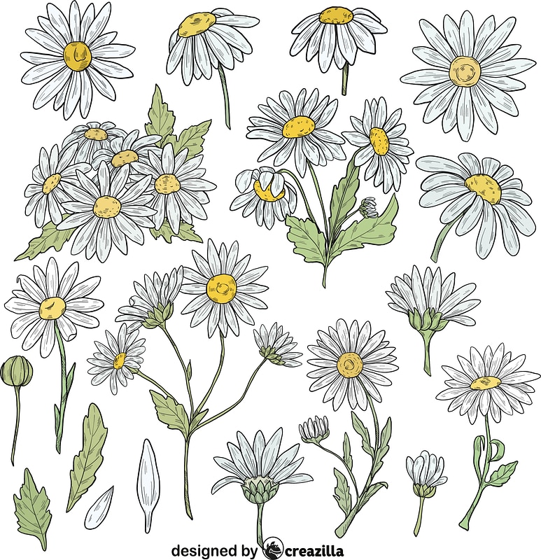 Set of Daisy
