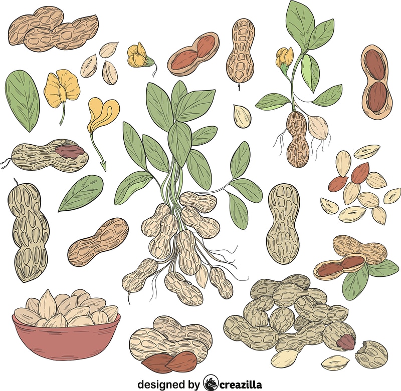 Set of Peanut