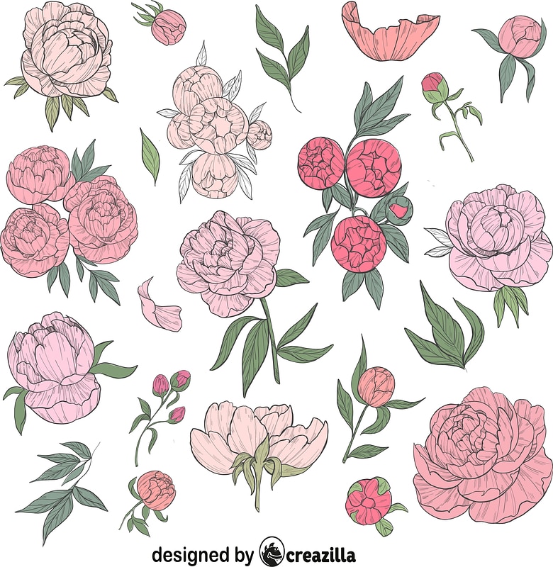 Set of Peonies