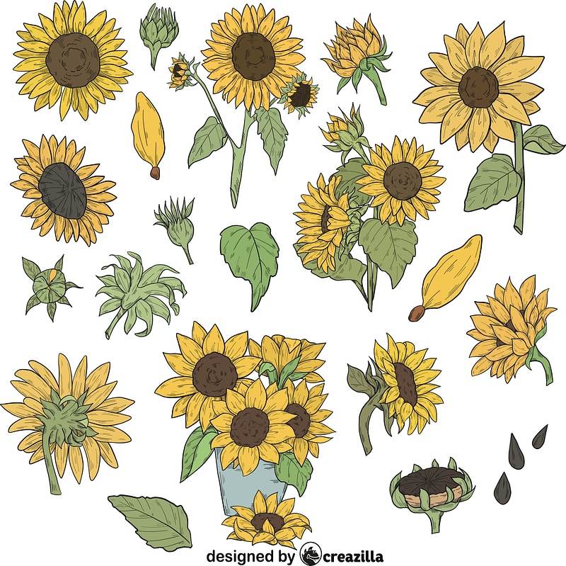 Set of Sunflower