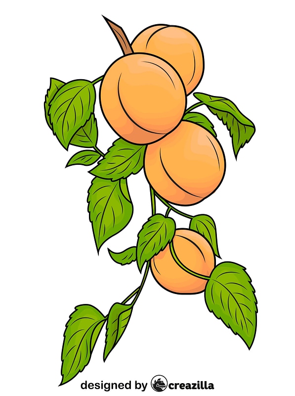 Abricots