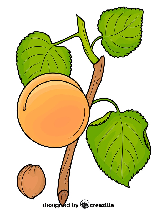 Abricot