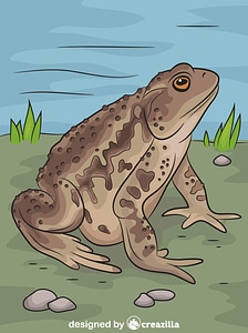 Asiático Toad