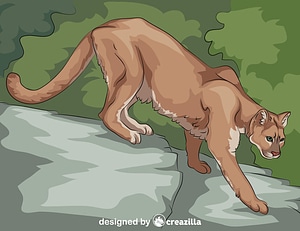 Cougar