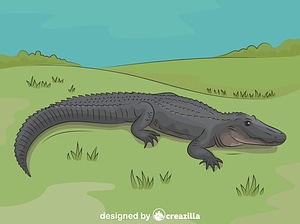 American Alligator