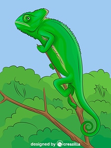 Caméléon casqué du Yémen