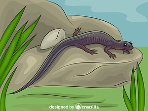 Northern Gray Cheeked Salamander