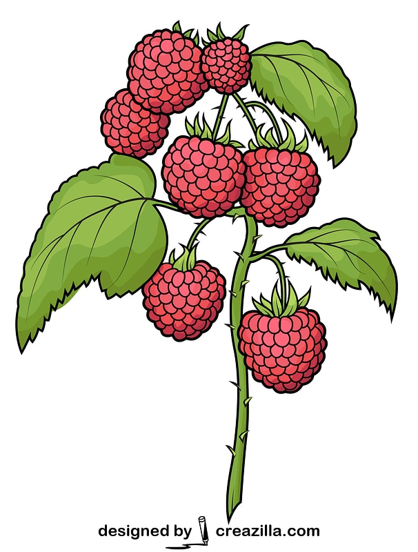 Raspberry