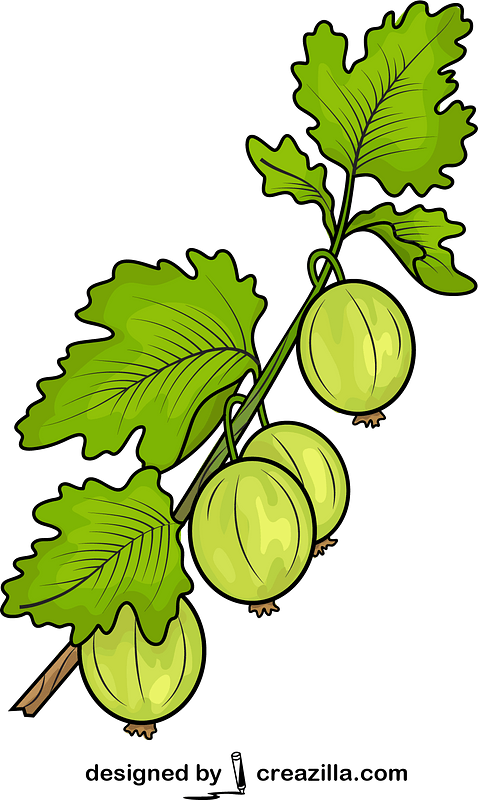Uva spina