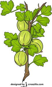 Fresh Gooseberries on a Branch