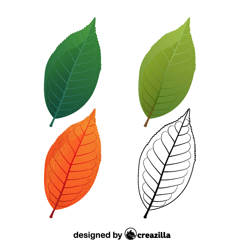 Bird cherry leaves