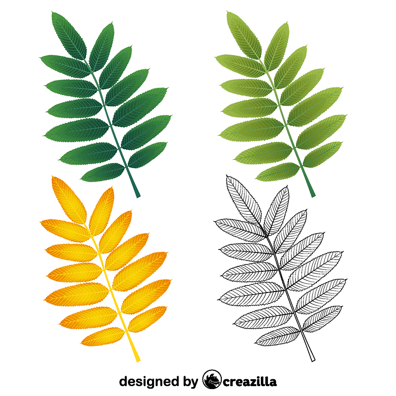 American mountain ash leaves
