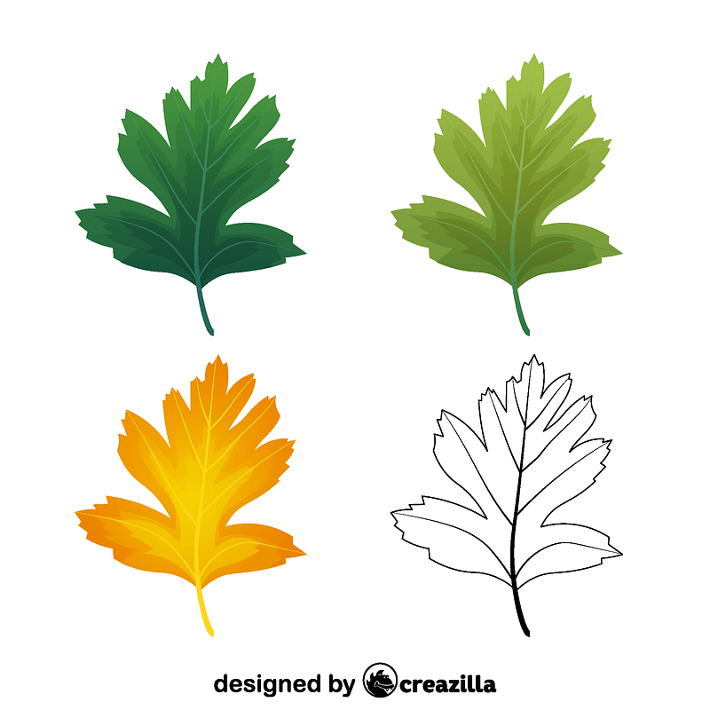 Common hawthorn leaves