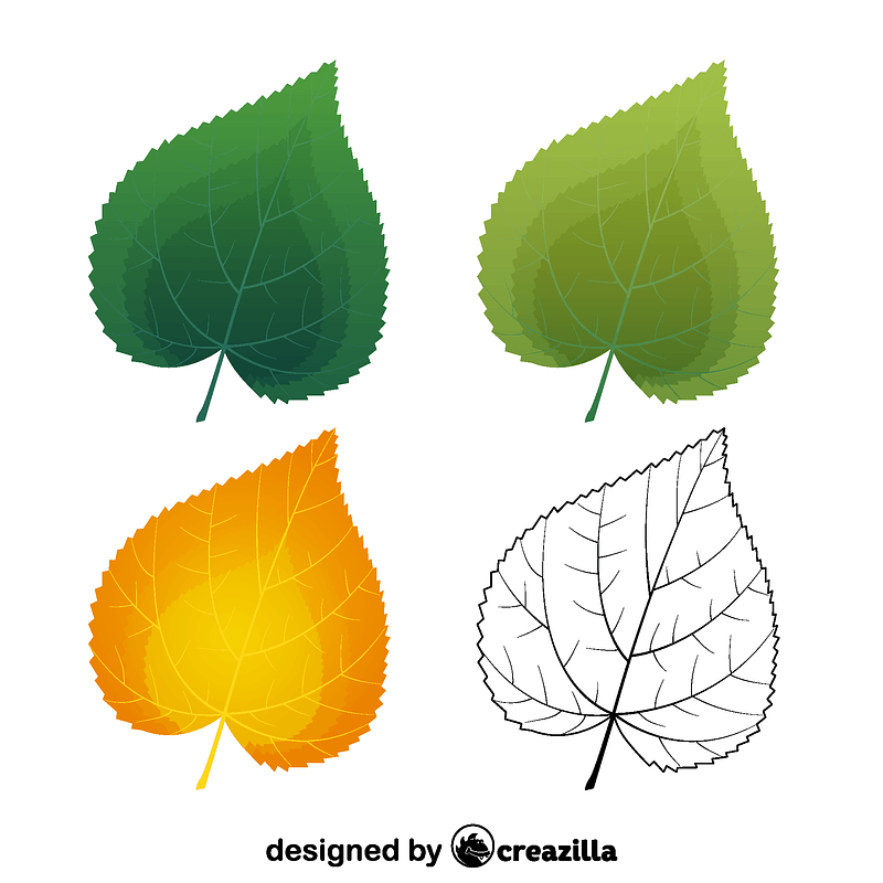 Common lime leaves