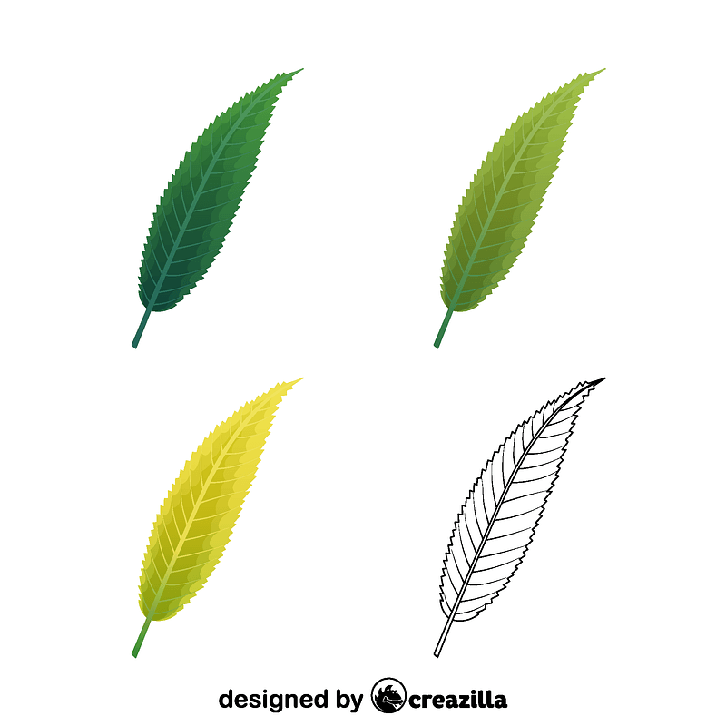 Crack willow leaves