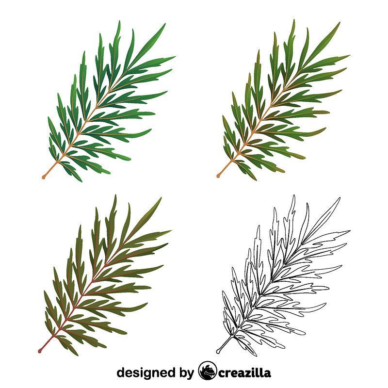Silky oak leaves