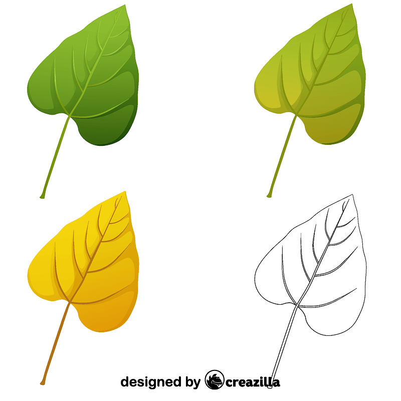 Southern catalpa leaves
