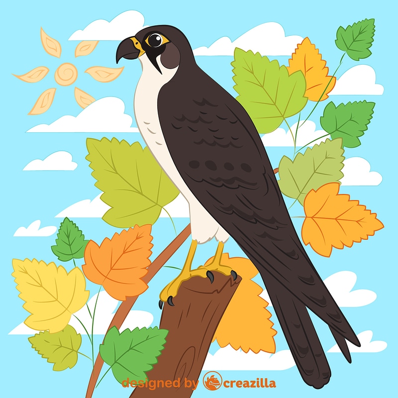Falcon