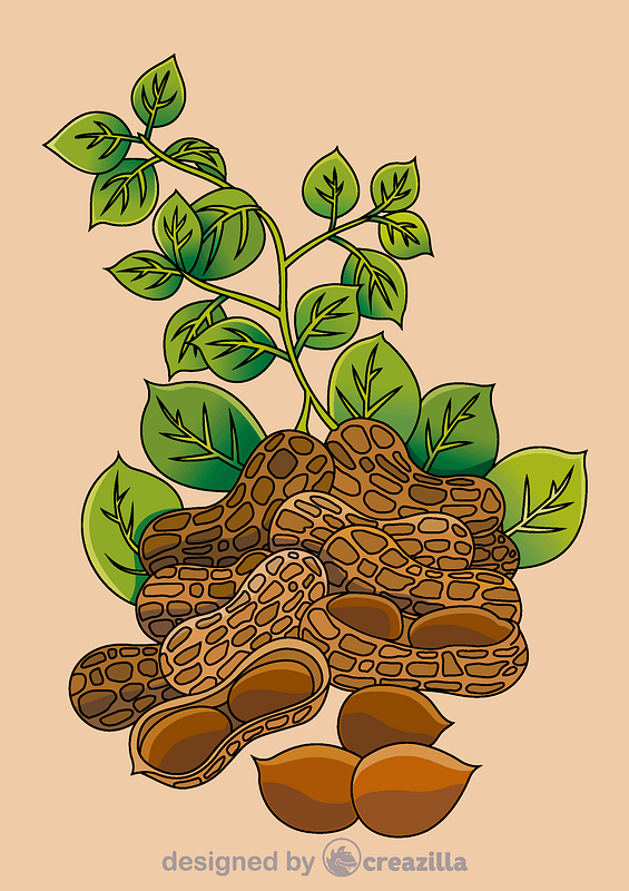 Peanut