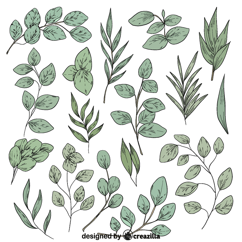 Set of eucalyptus