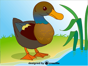 Duck