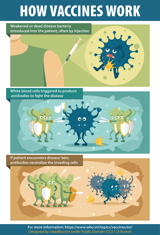 How Vaccines Work