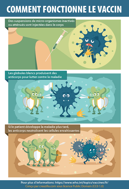 Comment fonctionne le vaccin
