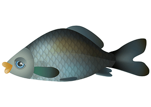 Cartoon Carp Fish
