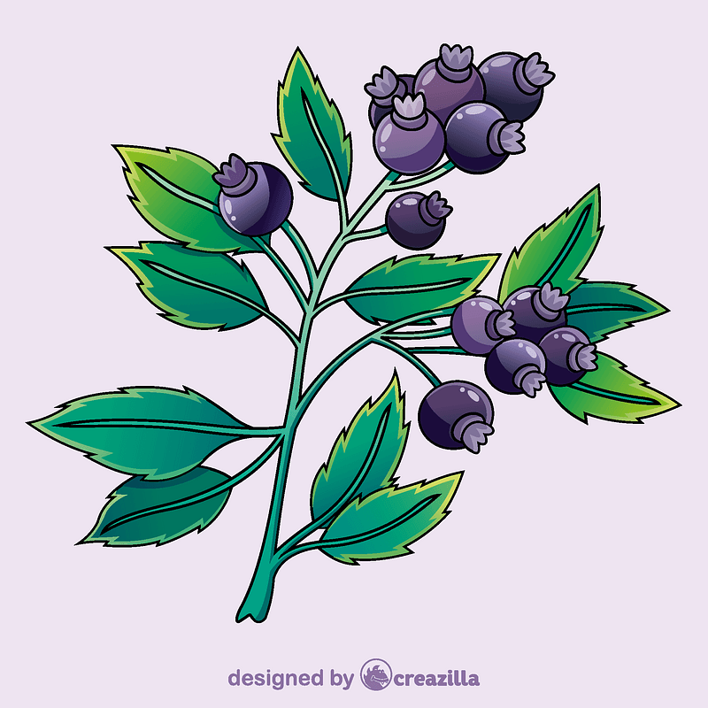 Blueberry
