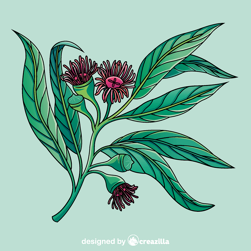 Eucalyptus