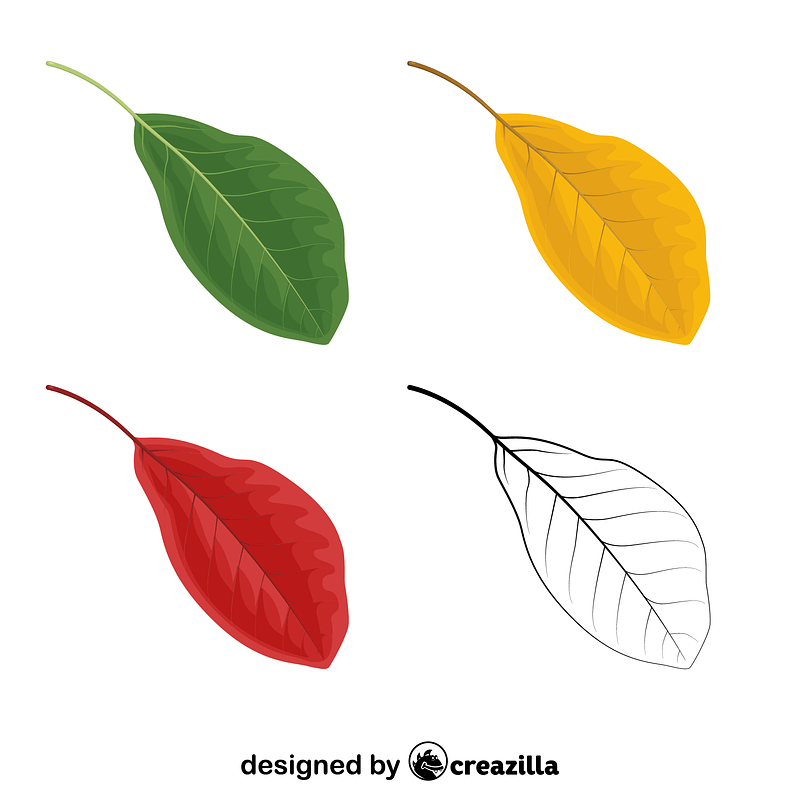 Black tupelo leaves