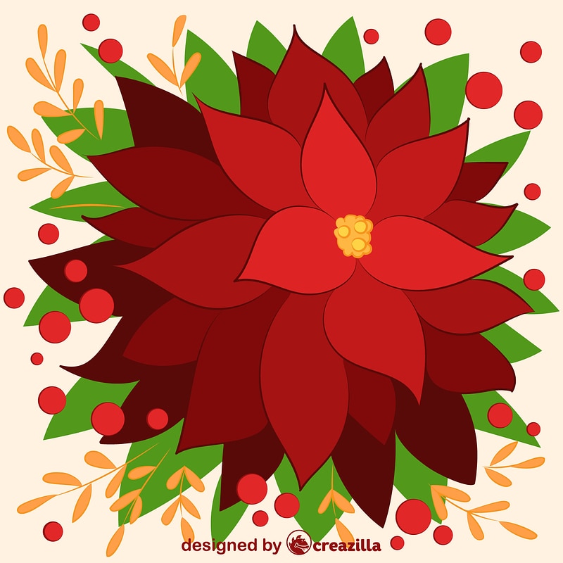 Poinsettia