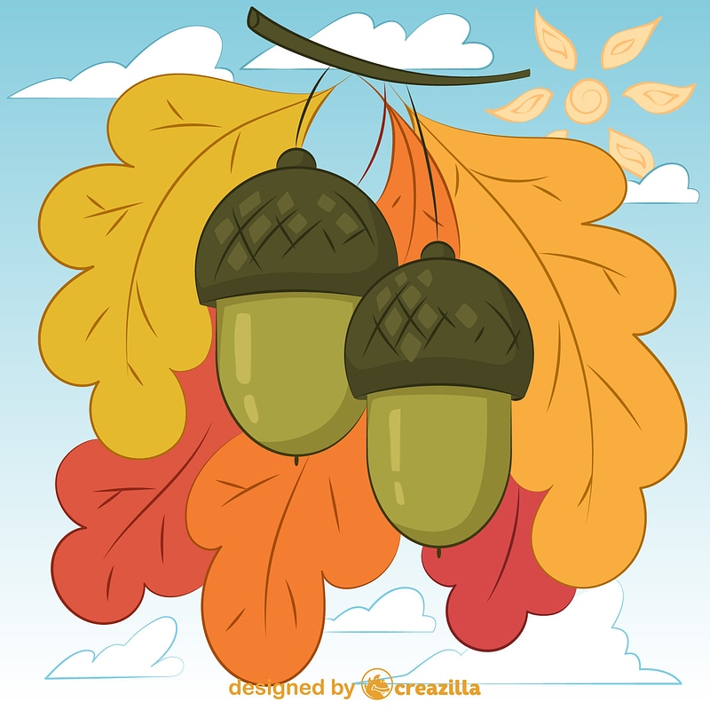 Acorn