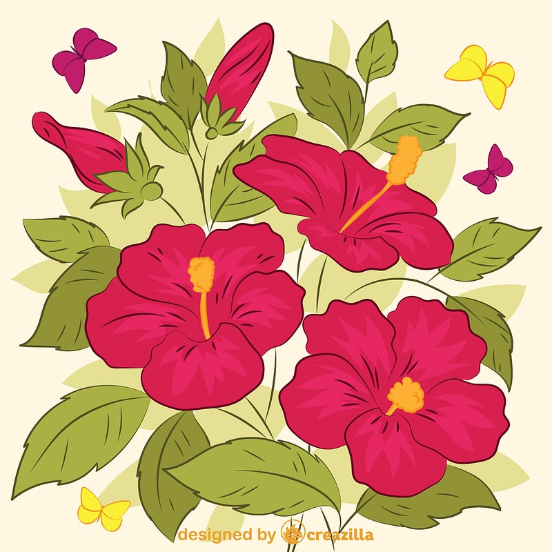 Hibiscus