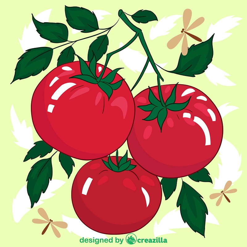 Tomato