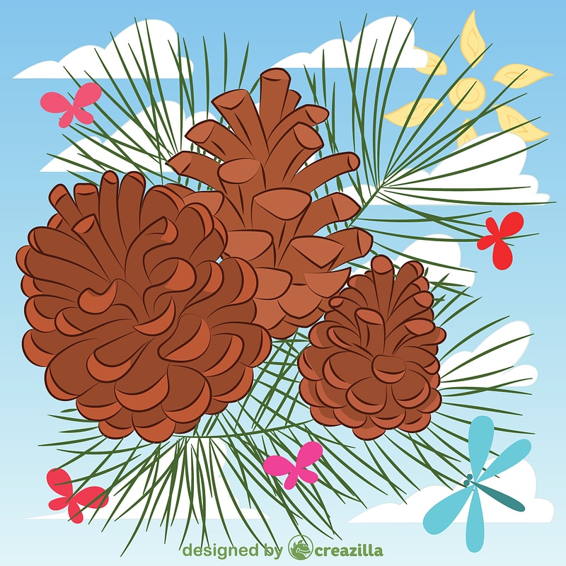 Pine cone
