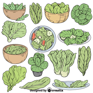 Set of lettuce