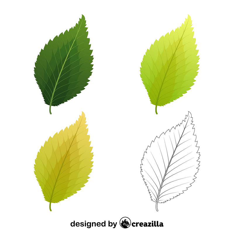 Dutch elm leaves