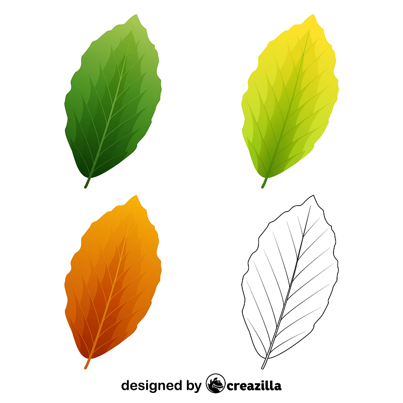 European beech leaves