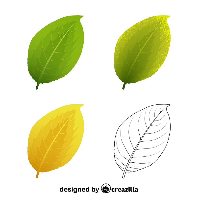 Goat willow leaves