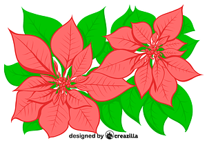 Poinsettia flower