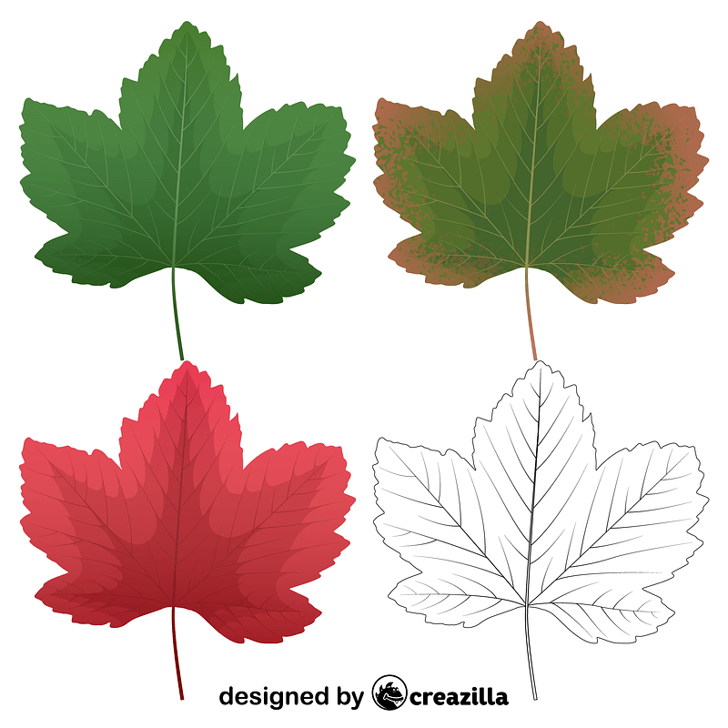 Sycamore maple leaves