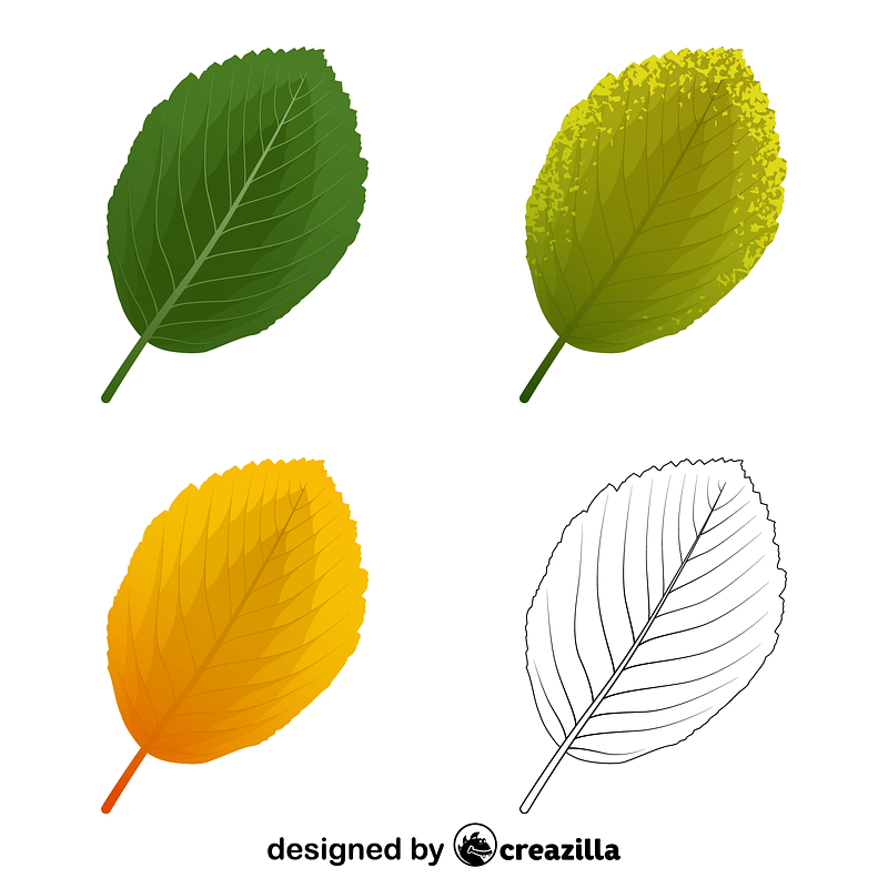 Whitebeam leaves