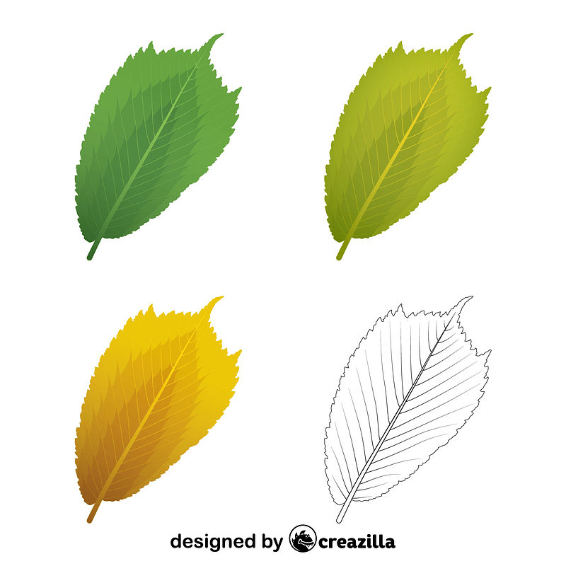 Wych elm leaves