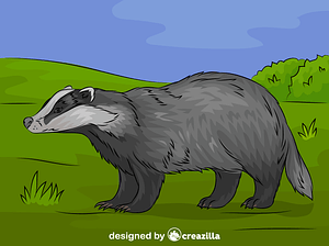 European badger